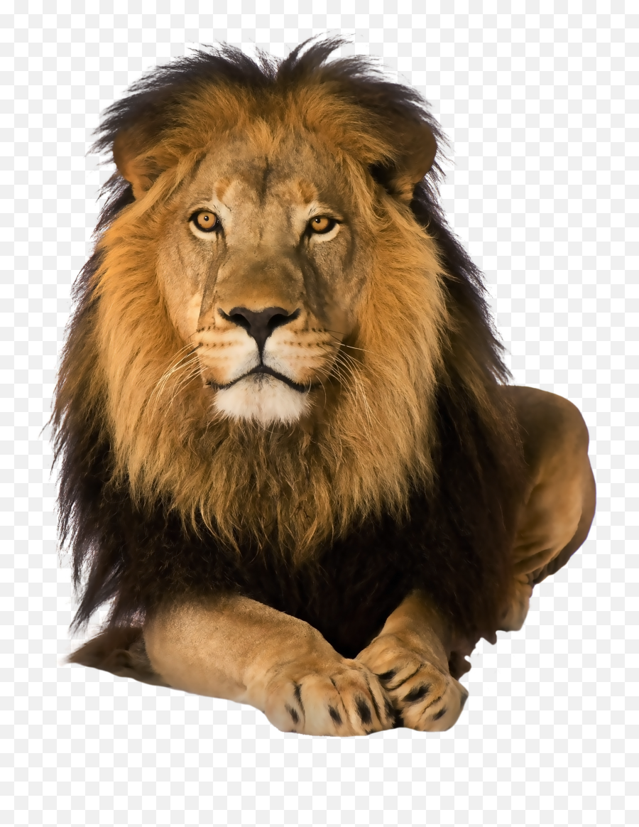Amazing Leadership Safari Hq Png Image - Transparent Lion Png,Safari Png