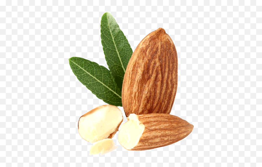 Almond Png Transparent Free Images - Almond Bud Png,Almond Png