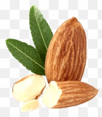 Almond Png Transparent Free Images - Almond Bud Png,Almond Png