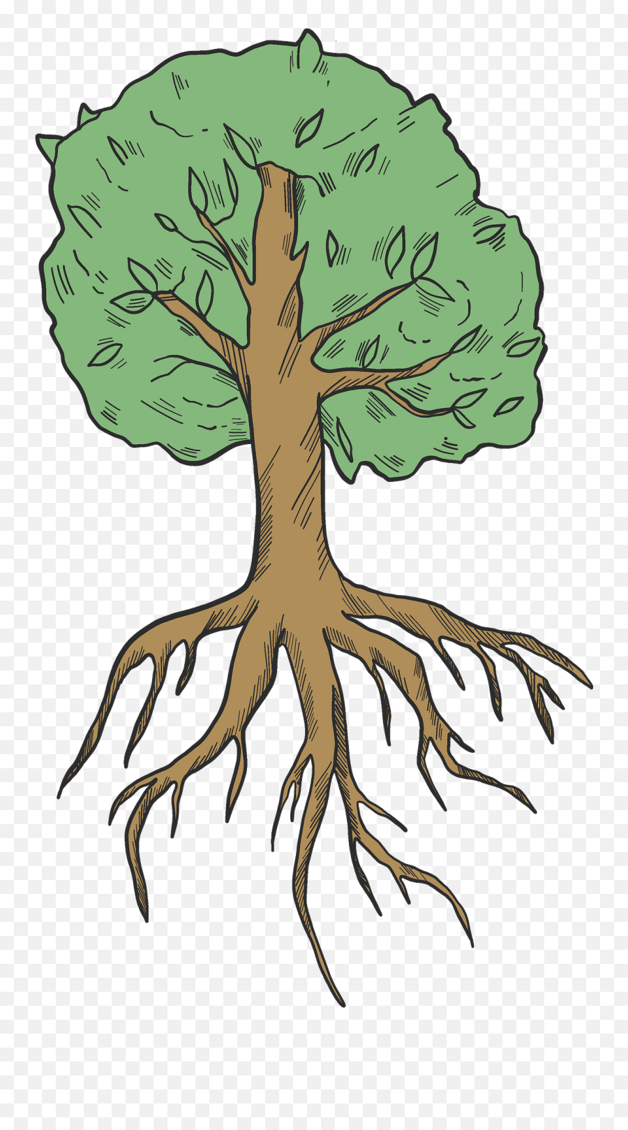 Tree With Roots Clipart - Tree With 5 Roots Clip Art Png,Tree With Roots Png