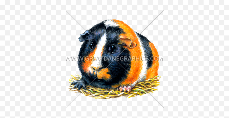 Guinea Pig - Cuy Png,Guinea Pig Png