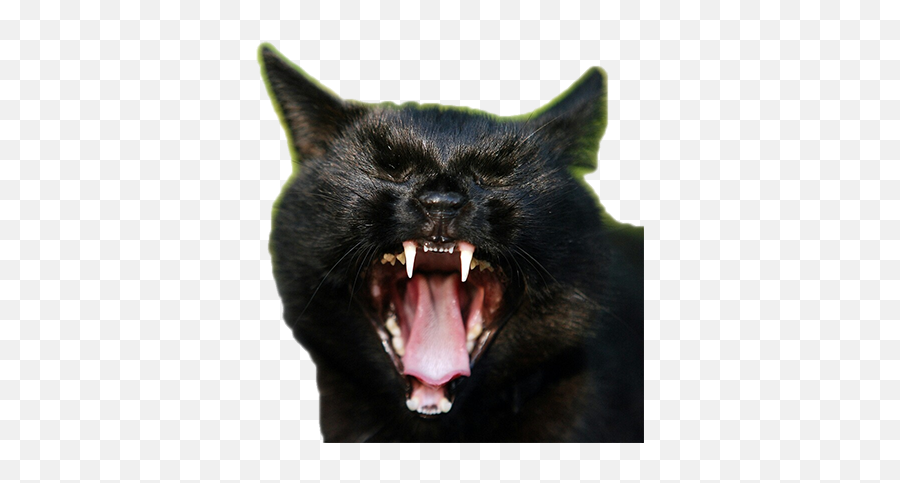 Transparent Screaming Cats - Album On Imgur Screaming Cat Transparent Png,Transparent Cat