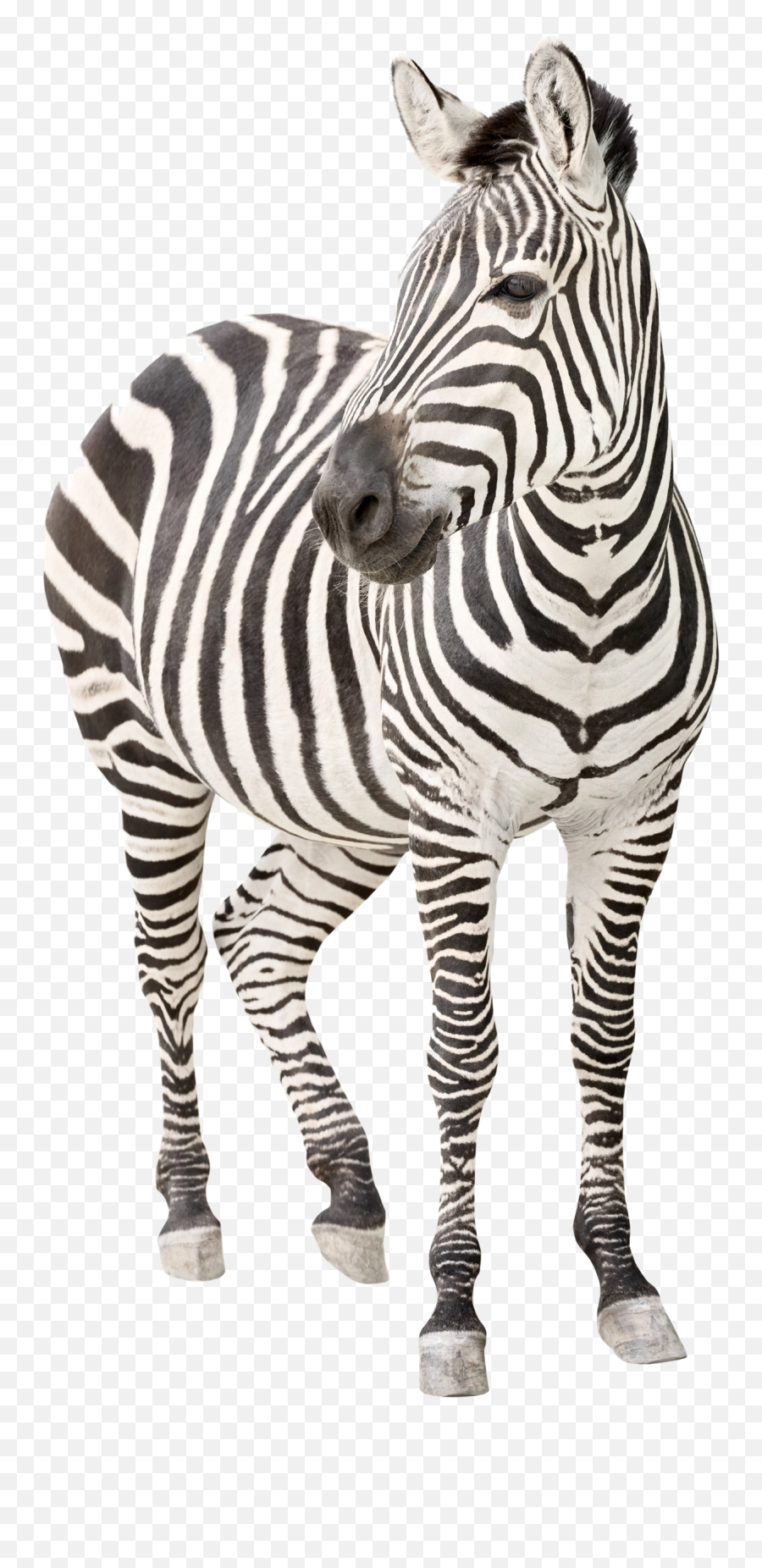 Download Free Png Zebra Transparent Image Arts - Ehlers Danlos Syndrome Symptoms,Zebra Logo Png
