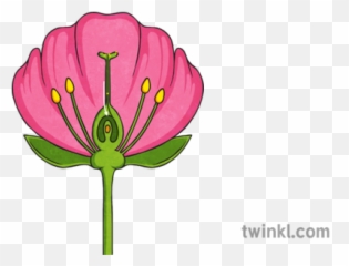 Pollen Grain Halfway Down Style 1 Illustration - Twinkl Cross Section Of A Flower Png,Pollen Png