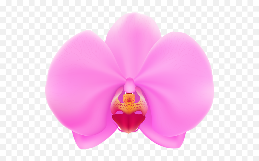 Library Of Orchid Freeuse Stock Images Png Files - Orchid Flower Clipart,Pogchamp Png