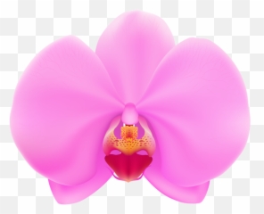 Library Of Orchid Freeuse Stock Images Png Files - Orchid Flower Clipart,Pogchamp Png