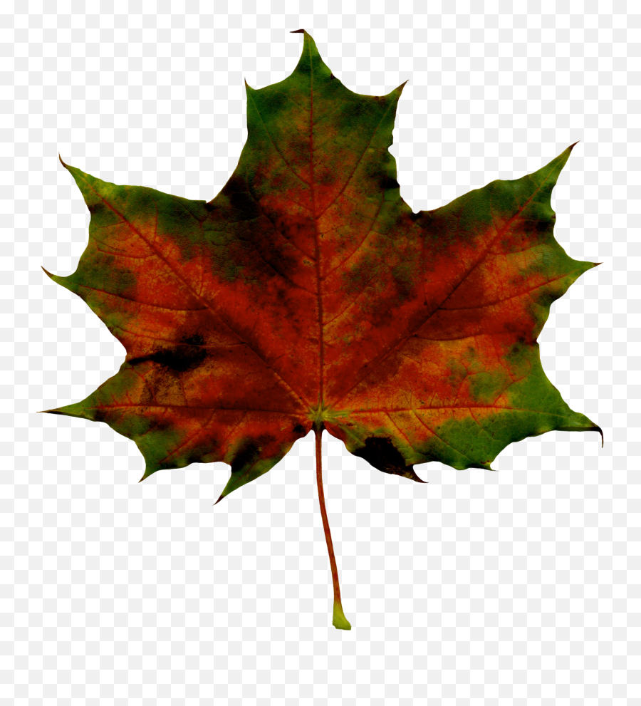 Fall Leaves Png - Red Fall Leaf Png Clipart Imageu200b Maple Leaf,Fall Leaf Transparent