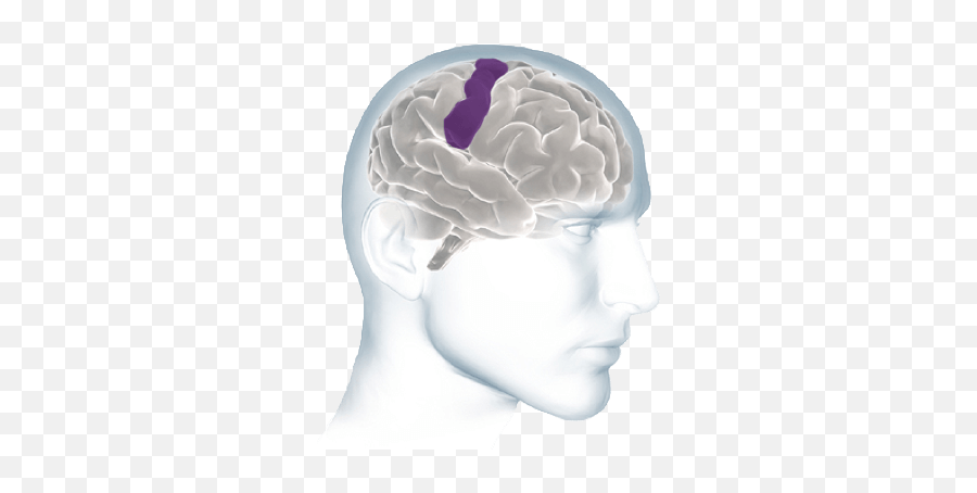 Inside The Brain - Brain Basics Alzheimeru0027s Association Two Brains Png,Brain Outline Png