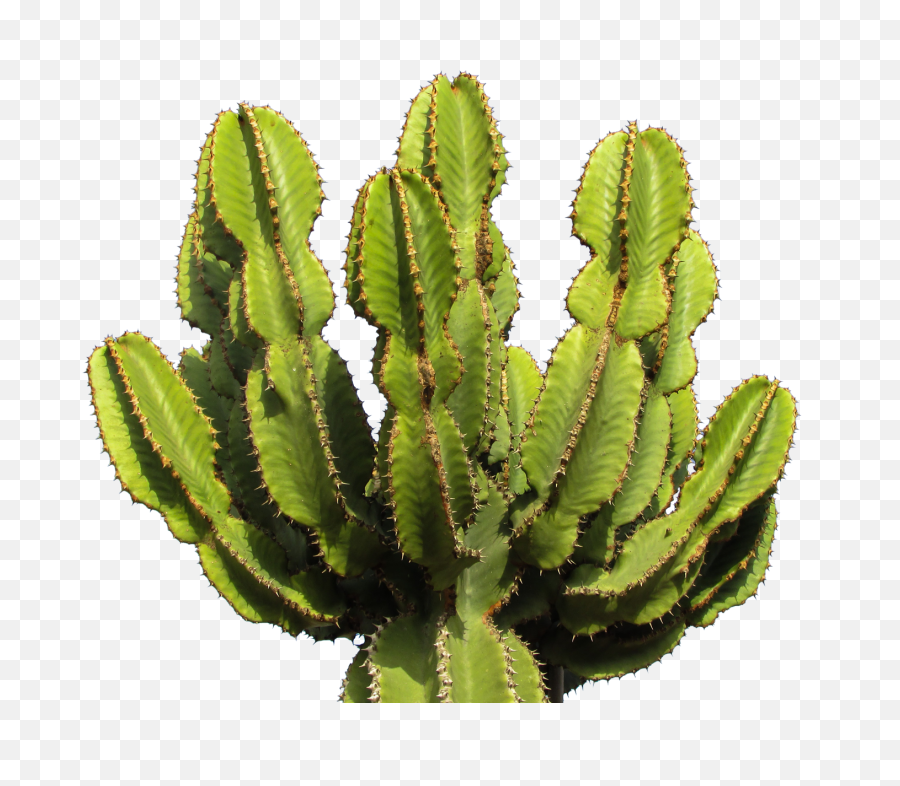 Cactus Clipart Png Photo - Cactus Png,Cactus Clipart Png