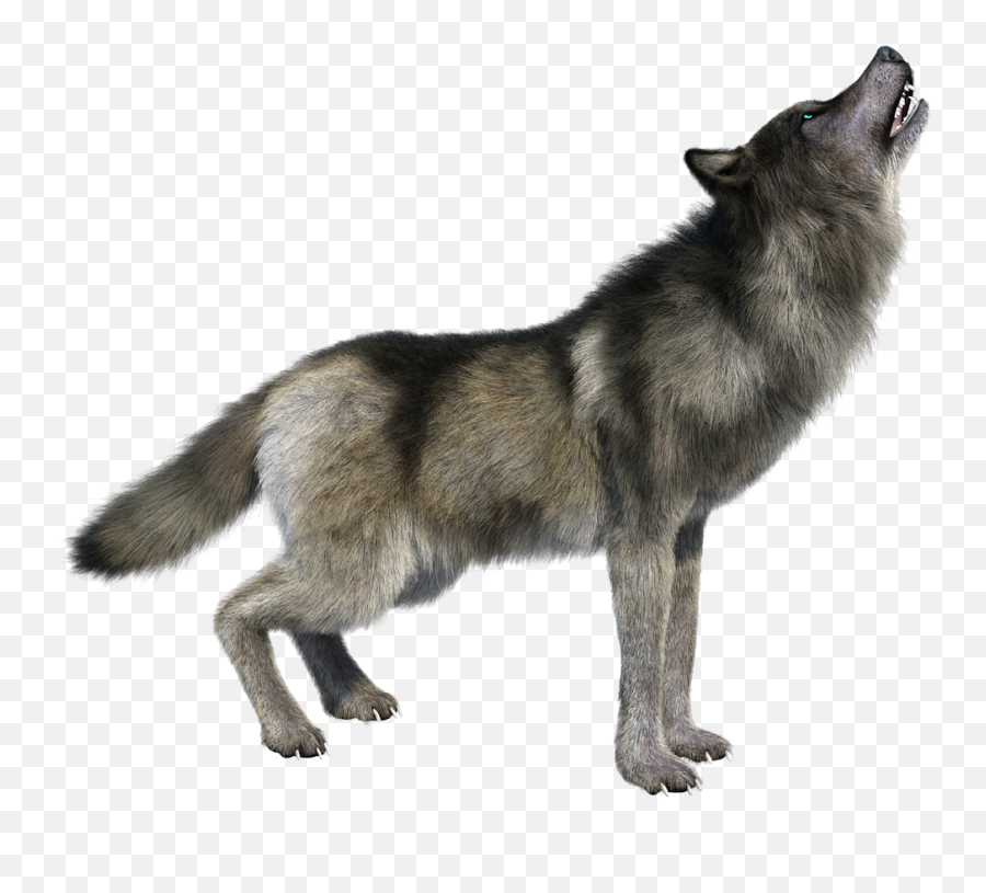 Hd Wolf - Howling Wolf Transparent Background Png,Wolf Transparent Png