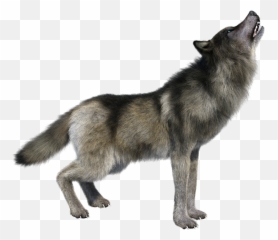 Hd Wolf - Howling Wolf Transparent Background Png,Wolf Transparent Png