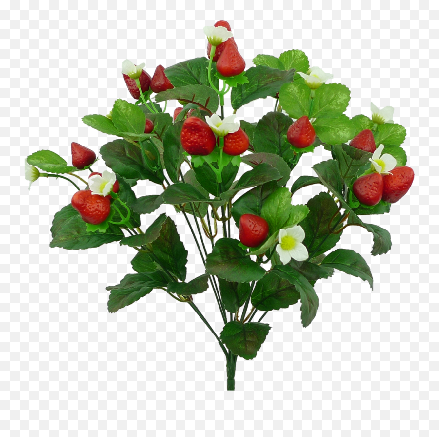 17 Strawberry Bush Png Rose