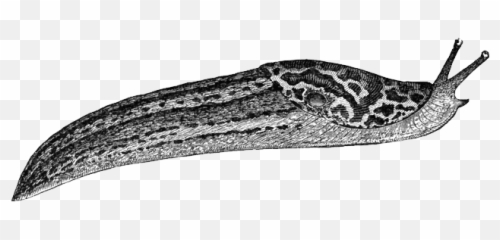 Slug Png - Slug Black And White,Slug Png