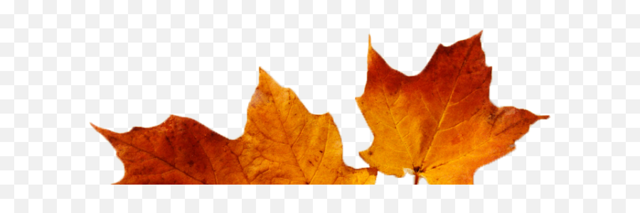 Cropped - Croppedleavespng U2013 Canadian First Marketing Maple Leaf,Maple Leaves Png