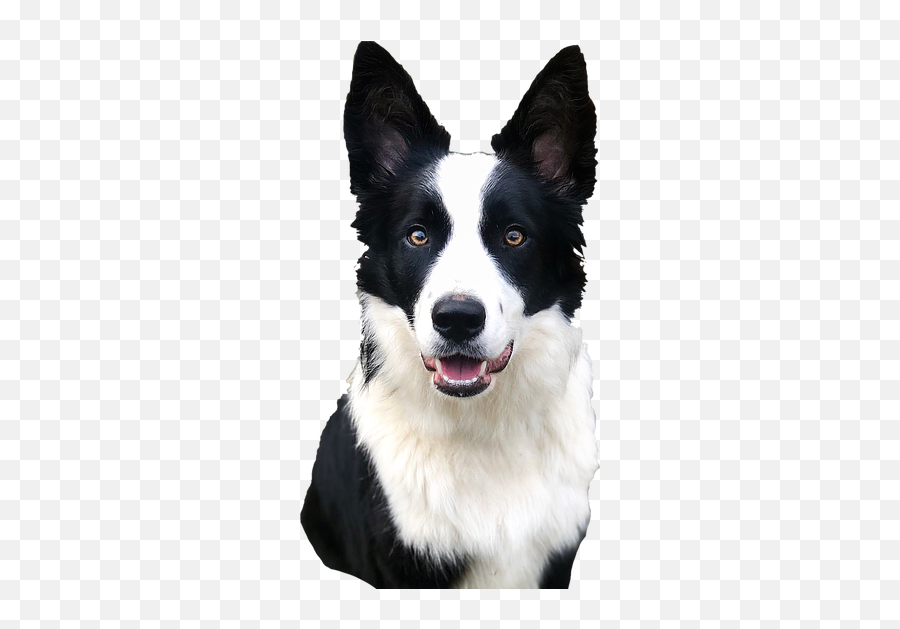 Border Collies Dysynnidogs - Border Collie Png,Border Collie Png
