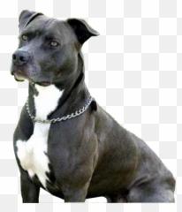 Pitbull Puppy Png Psd Detail - Staffordshire Pit Bull Terrier,Pitbull Png