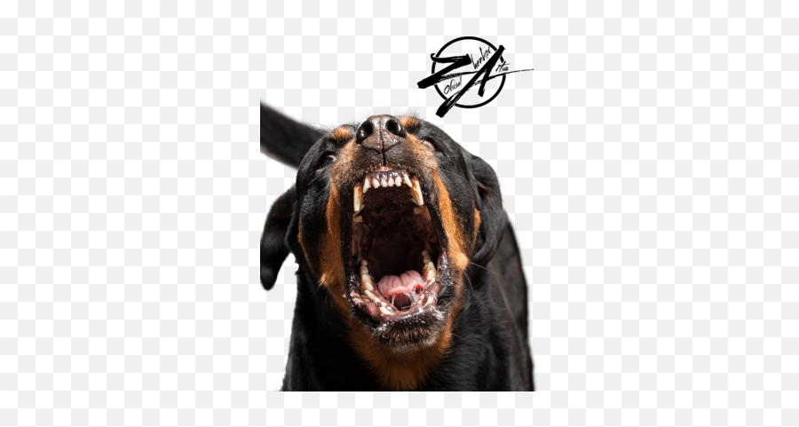 Free Rottweiler Psd Vector Graphic - Rottweiler Psd Png,Rottweiler Png