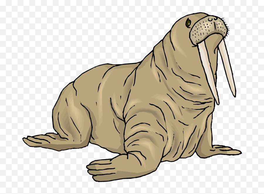 Walrus Png Background Image - Clip Art Walrus,Walrus Png