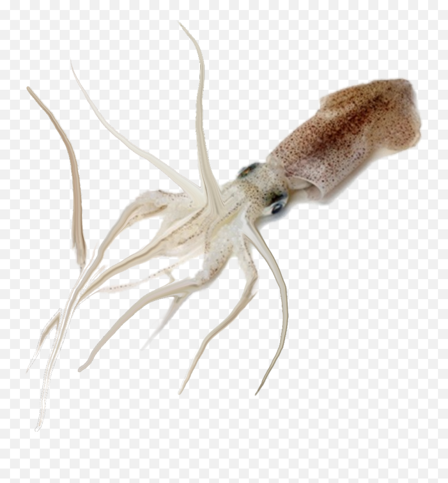 Free Squid Silhouette Download - Squid Fish In Kannada Png,Squid Png