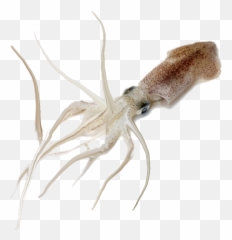 Free Squid Silhouette Download - Squid Fish In Kannada Png,Squid Png