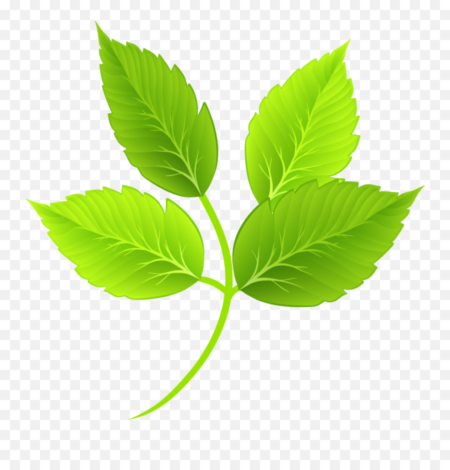 Cartoon Green Leaves Png Download - Cartoon Leaves Png,Leaf Transparent Background