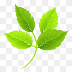 Cartoon Green Leaves Png Download