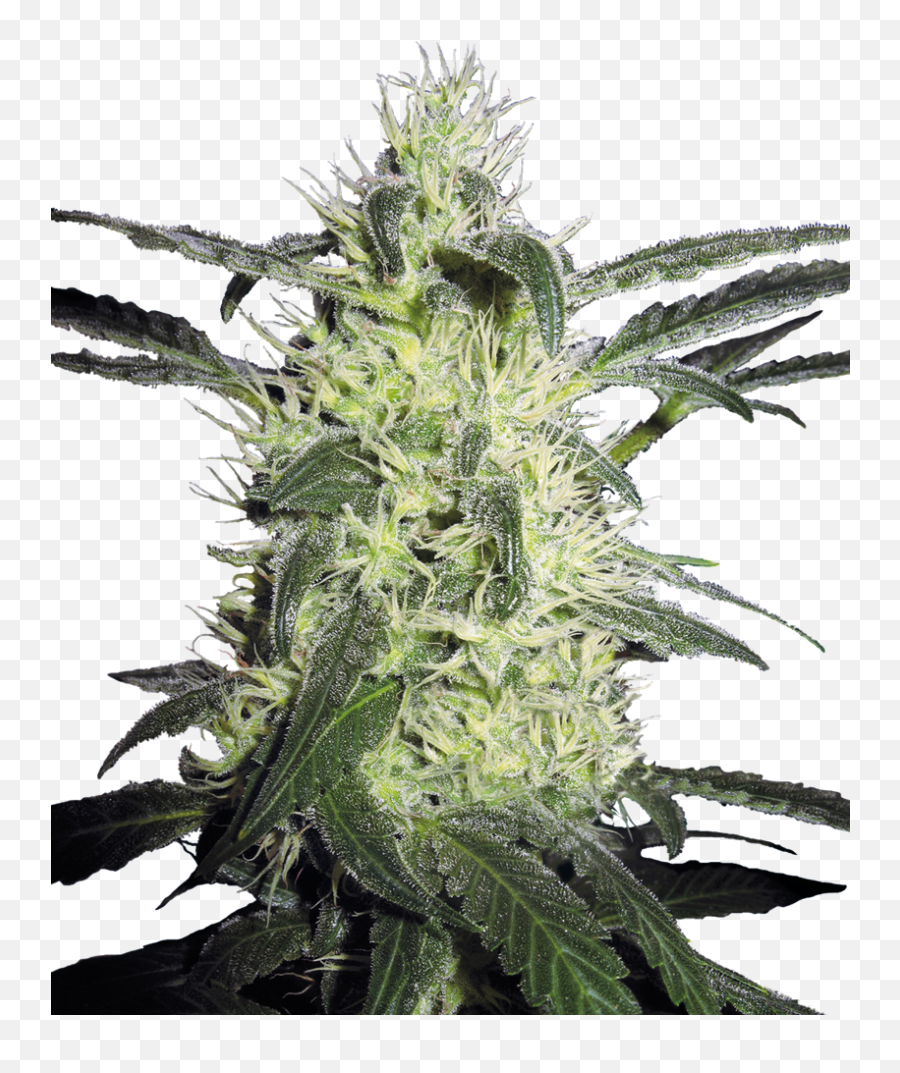 Silver Haze Regular Seeds - Silver Haze Sensi Seeds Png,Haze Png