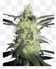 Silver Haze Regular Seeds - Silver Haze Sensi Seeds Png,Haze Png