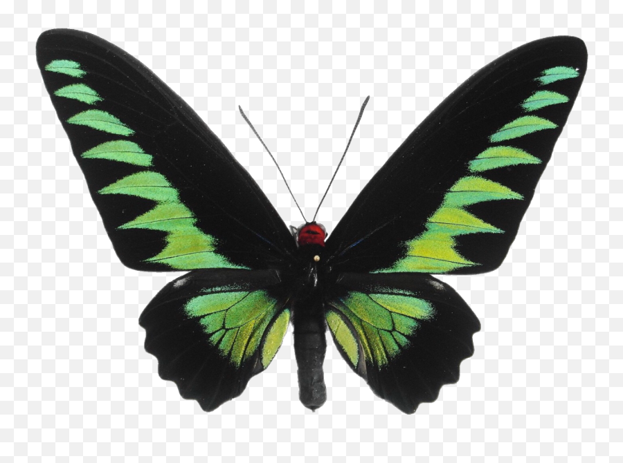 Transparent Imgs U2014 - Black And Green Butterfly Png,Butterflies Transparent