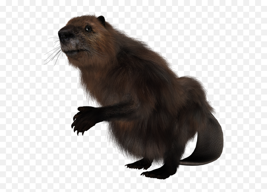 Beaver Rodent Animal - Free Image On Pixabay Beaver Rodent Png,Rodent Png