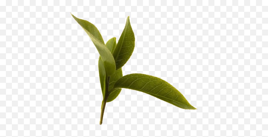Green Tea Leaf - Green Tea Png,Tea Leaf Png