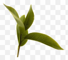 Green Tea Leaf - png