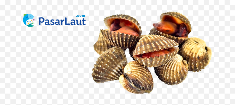 Clam Clipart Kerang - Kerang Clipart Png,Clam Png