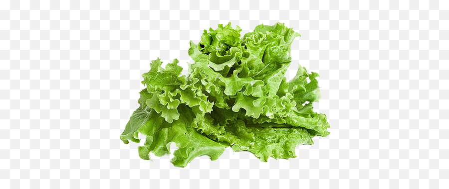 Lettuce - Lettuce Png,Lettuce Transparent