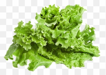 Lettuce - png
