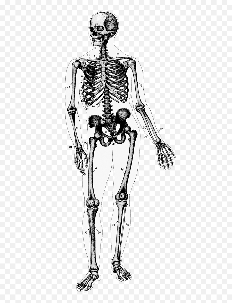 Download Ghost Tour I Cup My Of Tea Skeleton Caption - Skeleton Png,Skeleton Transparent Background