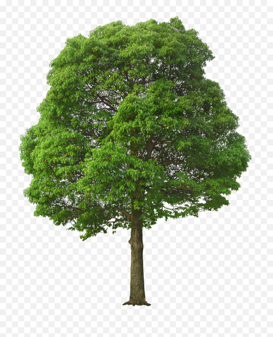Large Green Tree Png Picture - Tree Png,Tree Elevation Png