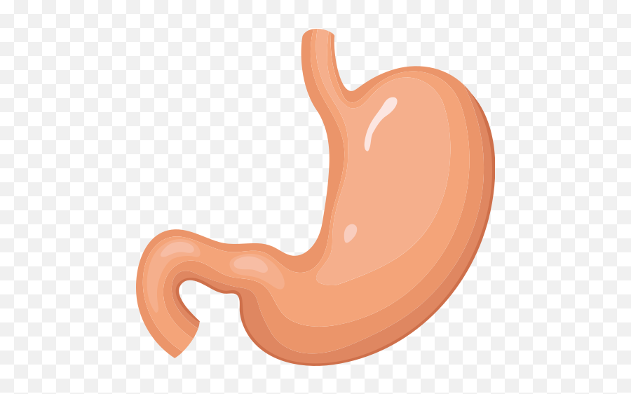Stomach Vector Icons Free Download In - Stomach Png,Intestine Icon