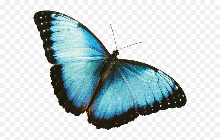 Blue Butterfly Transparent Background - Blue Butterfly Transparent Background Png,Butterfly Transparent