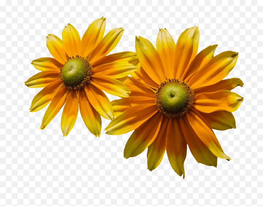 Sunflower Left Transparent Png - Stickpng Flower,Transparent Sunflower