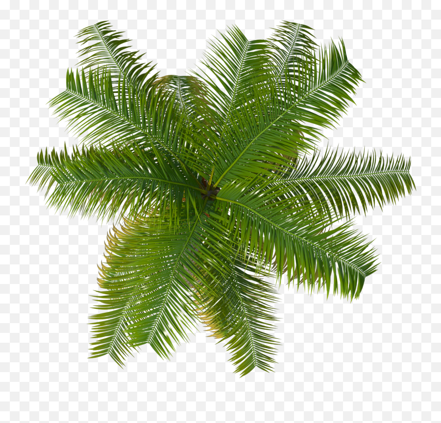Download Palm Tree Top Png Image For Free - Palm Tree Top View Png,Palm Png