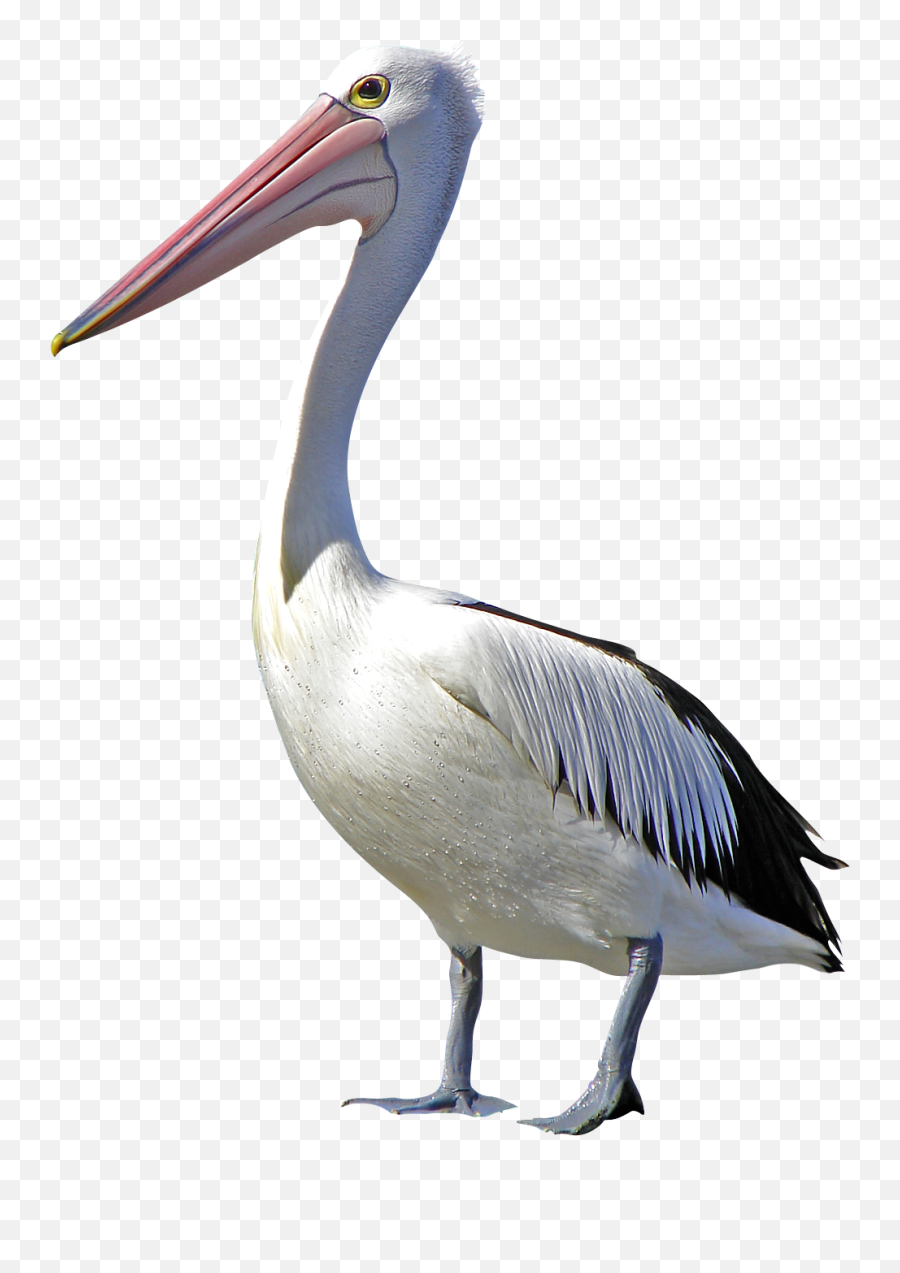 Pelican Bird Clip Art - Transparent Pelican Png,Pelican Png