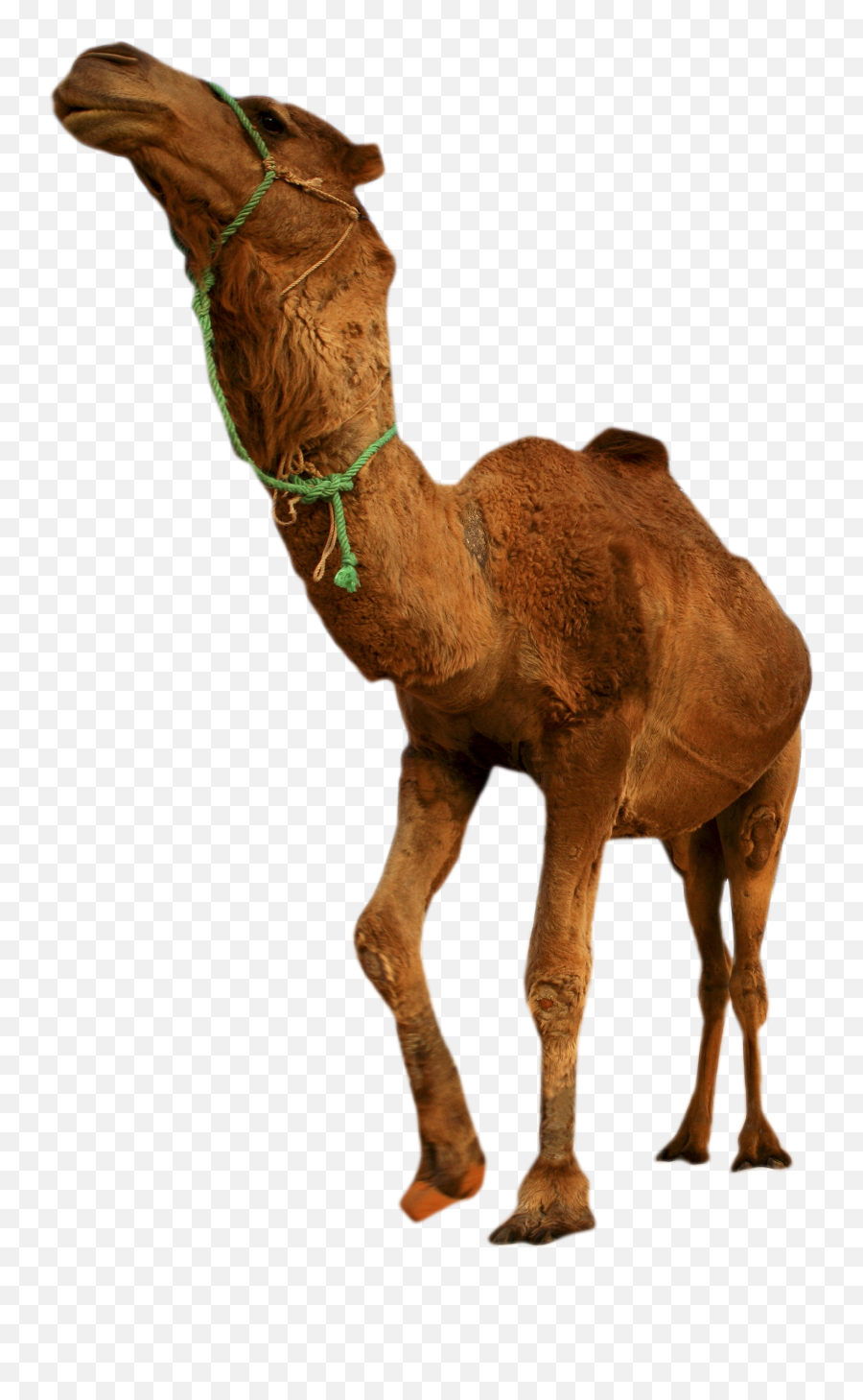 Desert Camel Standing Png Image - Desert Animals Png,Camel Png