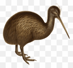 Emu Bird Common Ostrich Southern Brown Kiwi Cuckoo - Birds Birds In White Background Png,Kiwi Bird Png