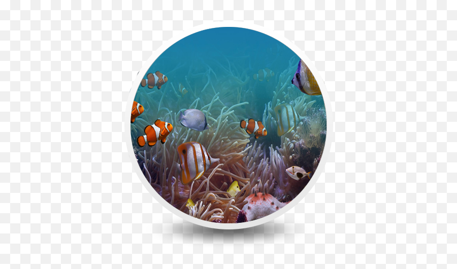 Tropical Fish Tanks Aquarium - Marine Biology Png,Tropical Fish Png