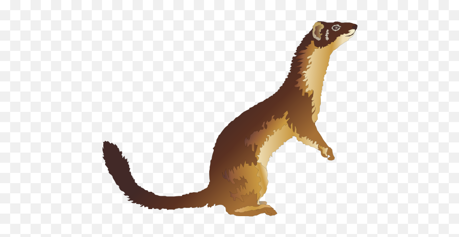 Download Weasel Clip Art - North American River Otter Png,Weasel Png