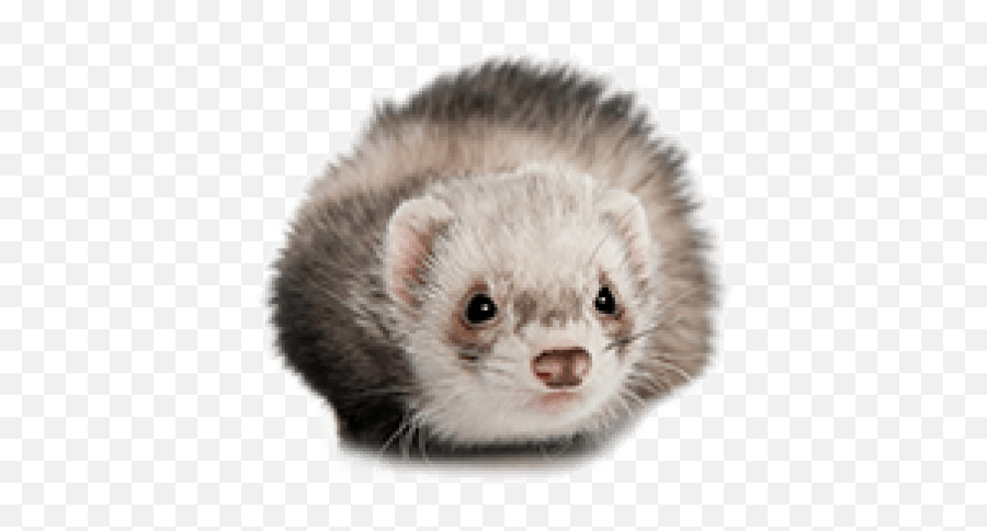 Download Free Png Ferret - Transparent Ferret,Ferret Png