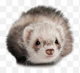 Download Free Png Ferret - Transparent Ferret,Ferret Png