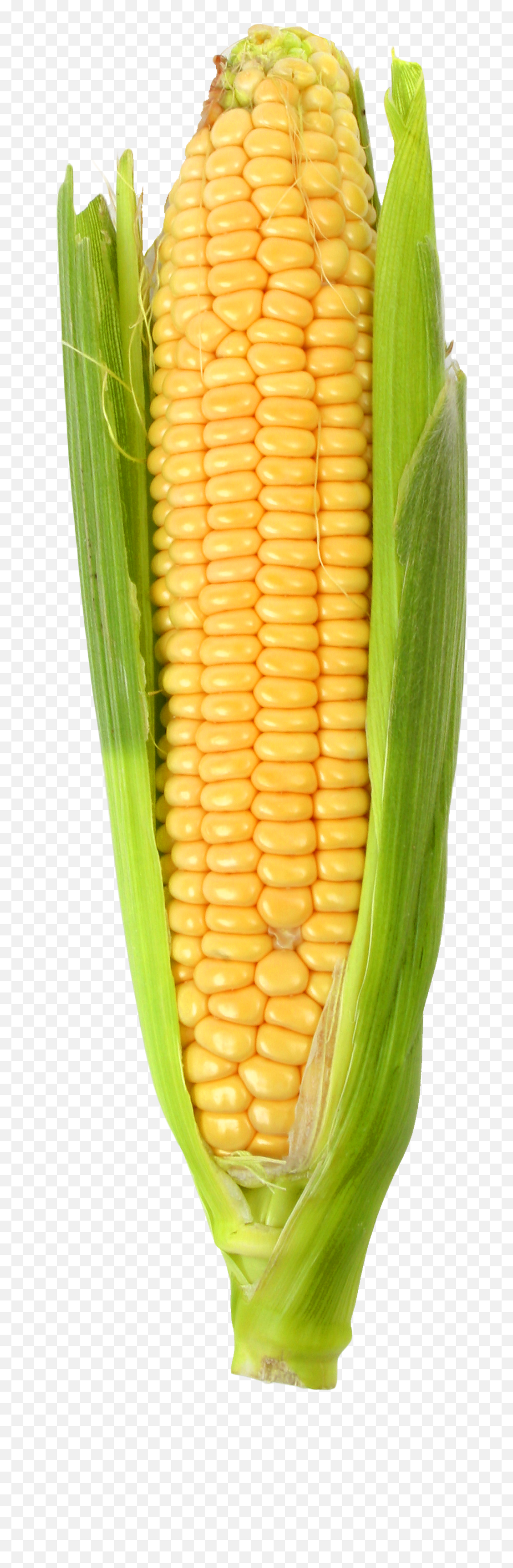 Corn Cob Png Picture - Corn On The Cob Png,Corn Cob Png