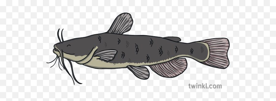 Catfish Fish Under The Sea Animal Ks1 Illustration - Twinkl Lunge Png,Under The Sea Png